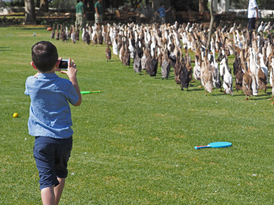 My son and the Vergenoegd Runner Ducks