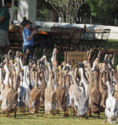 My son and the Vergenoegd Runner Ducks