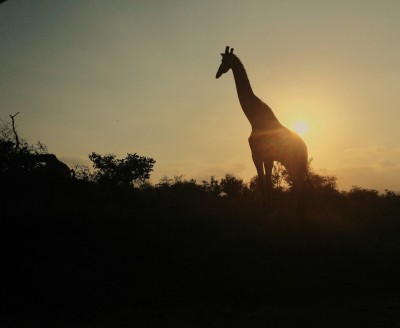 Giraffe Silhouette