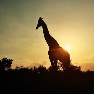 Giraffe Silhouette