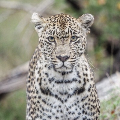 African safari pictures, Karula the leopard in Sabi Sands game reserve