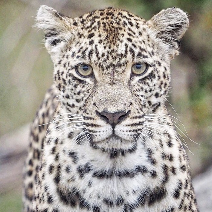 female leopard karula, photo taken with the Olympus 40-150mm 2.8 pro lens