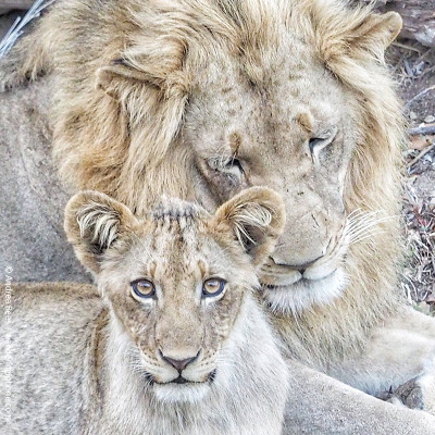 fathers day lion and cub