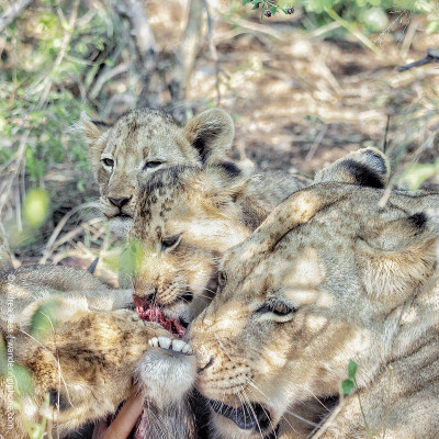 mothers day lioness and 3 cubs