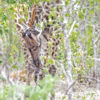 mother's day newborn giraffe and mom