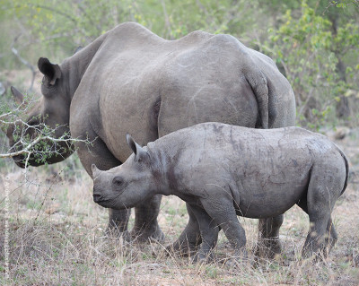 mothers day black rhino and baby