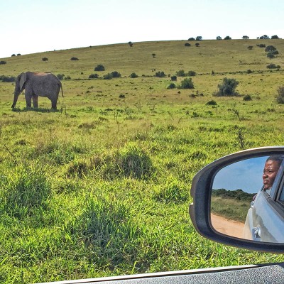 NNElephantWeb