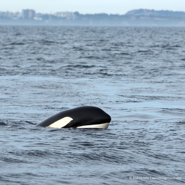 Checking us out. - Victoria, British Columbia