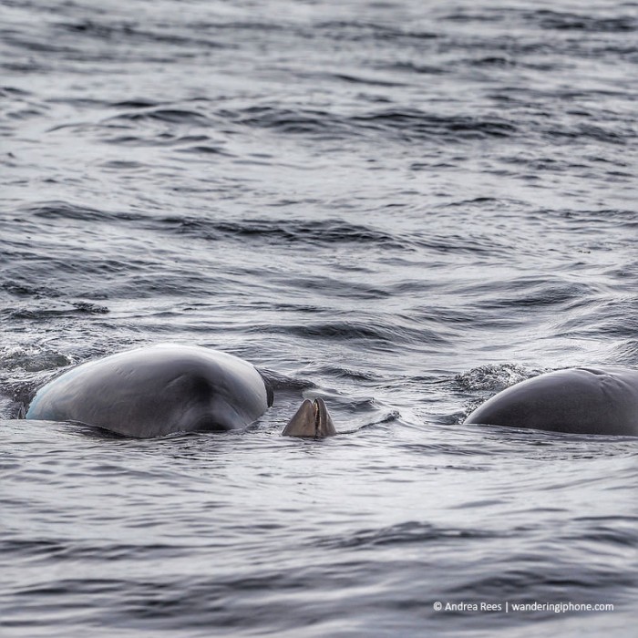 OrcasPorpoise