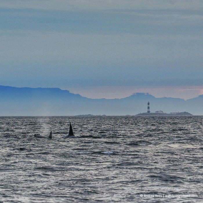 Two orcas in the water near British Columbia with Race Rock in the background. 