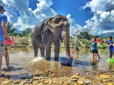 asian elephant