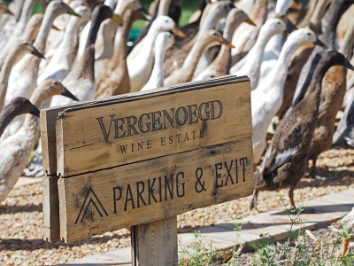 Vergenoegd Runner Ducks