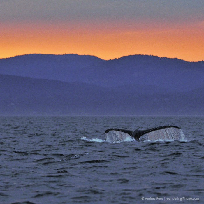 WhaleTaleSunset