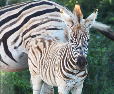 mother's day baby zebra