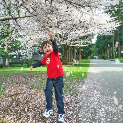 cherry blossoms vancouver