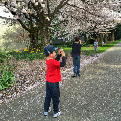 cherry blossoms vancouver