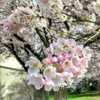 cherry blossoms vancouver