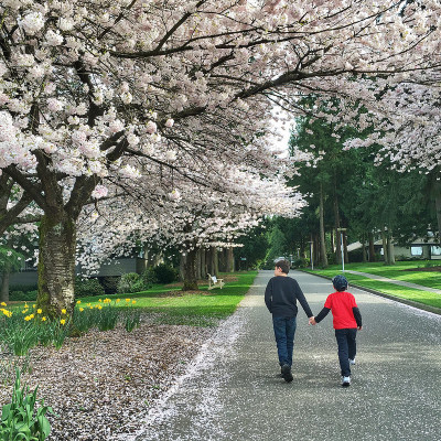 cherry blossoms vancouver